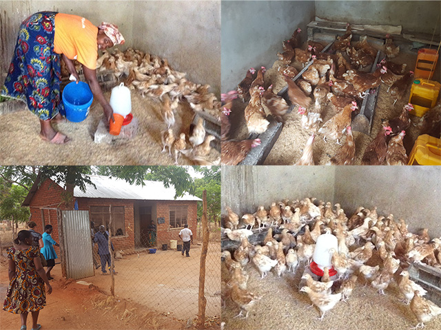 Songea Chicken Farm